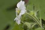 Whiteflower leafcup